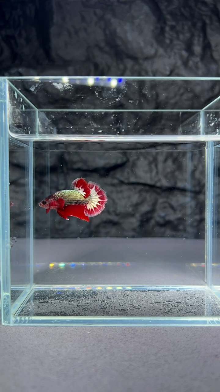 斗鱼竞拍链接A011