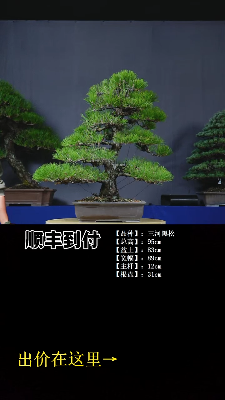 无花朵三河黑松bubaooui