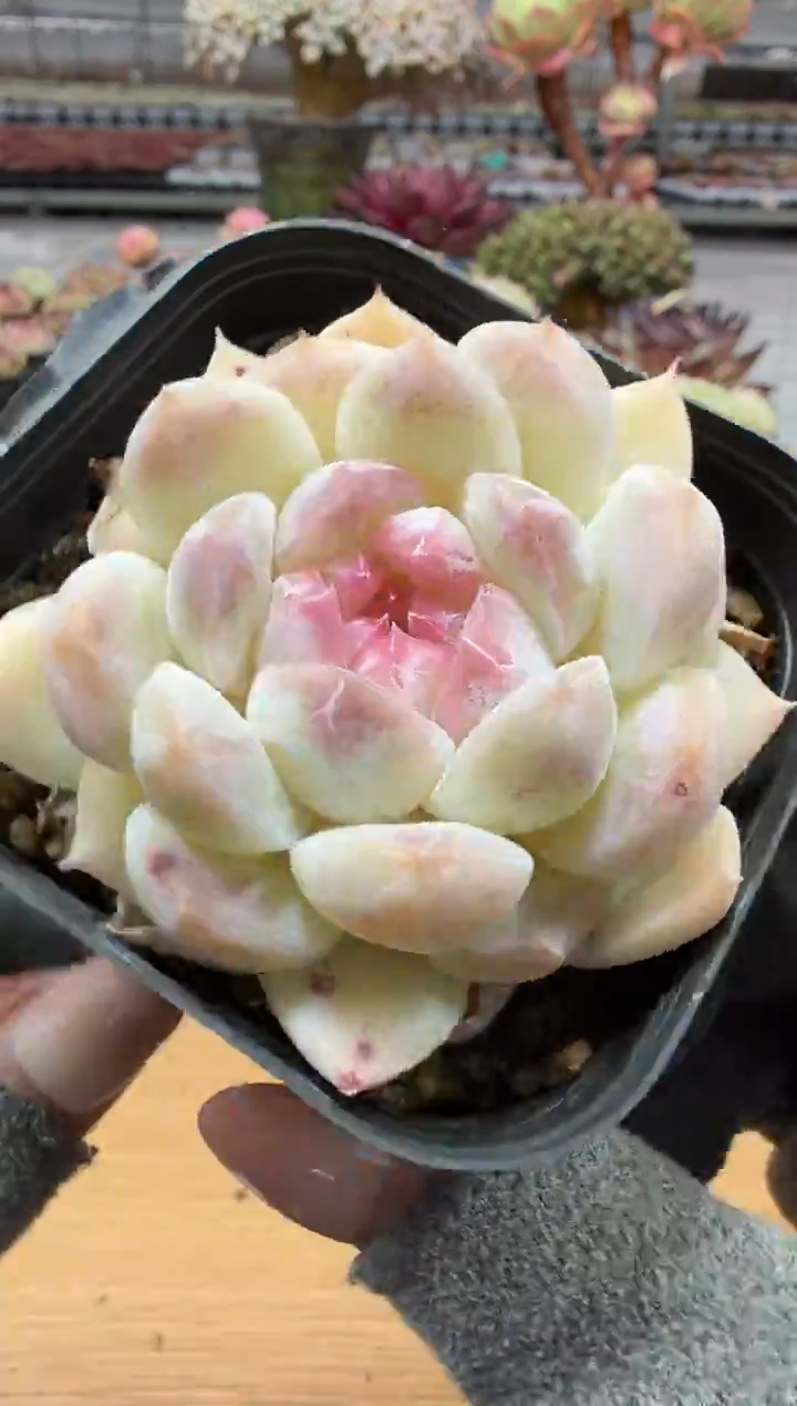 东云多肉园二店-23