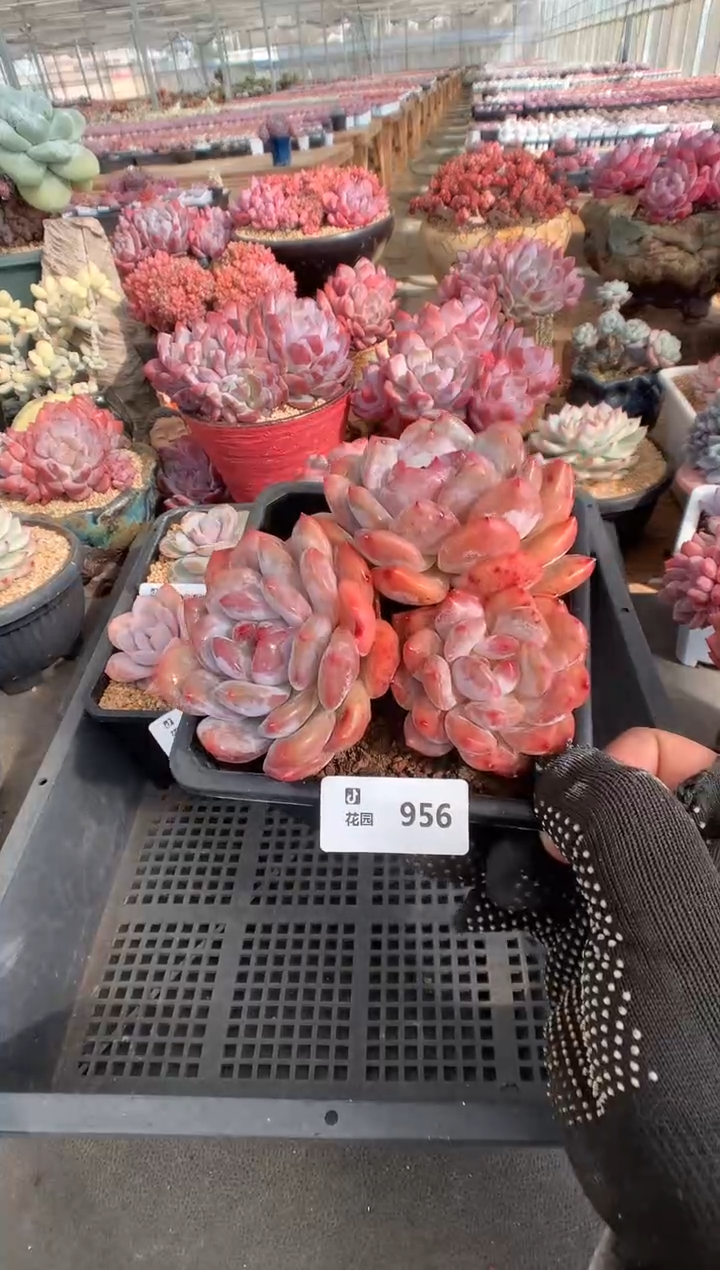 956韩橙一物一拍