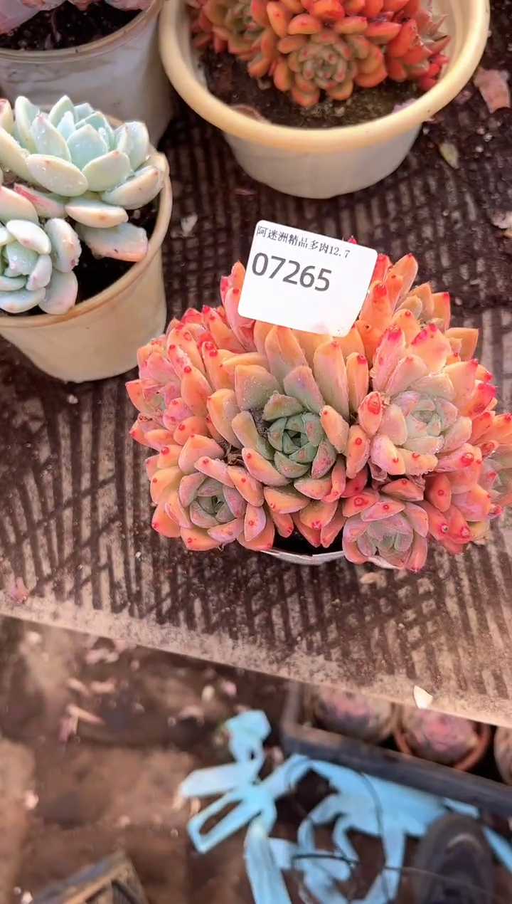 h**e多肉植物一物一拍07265