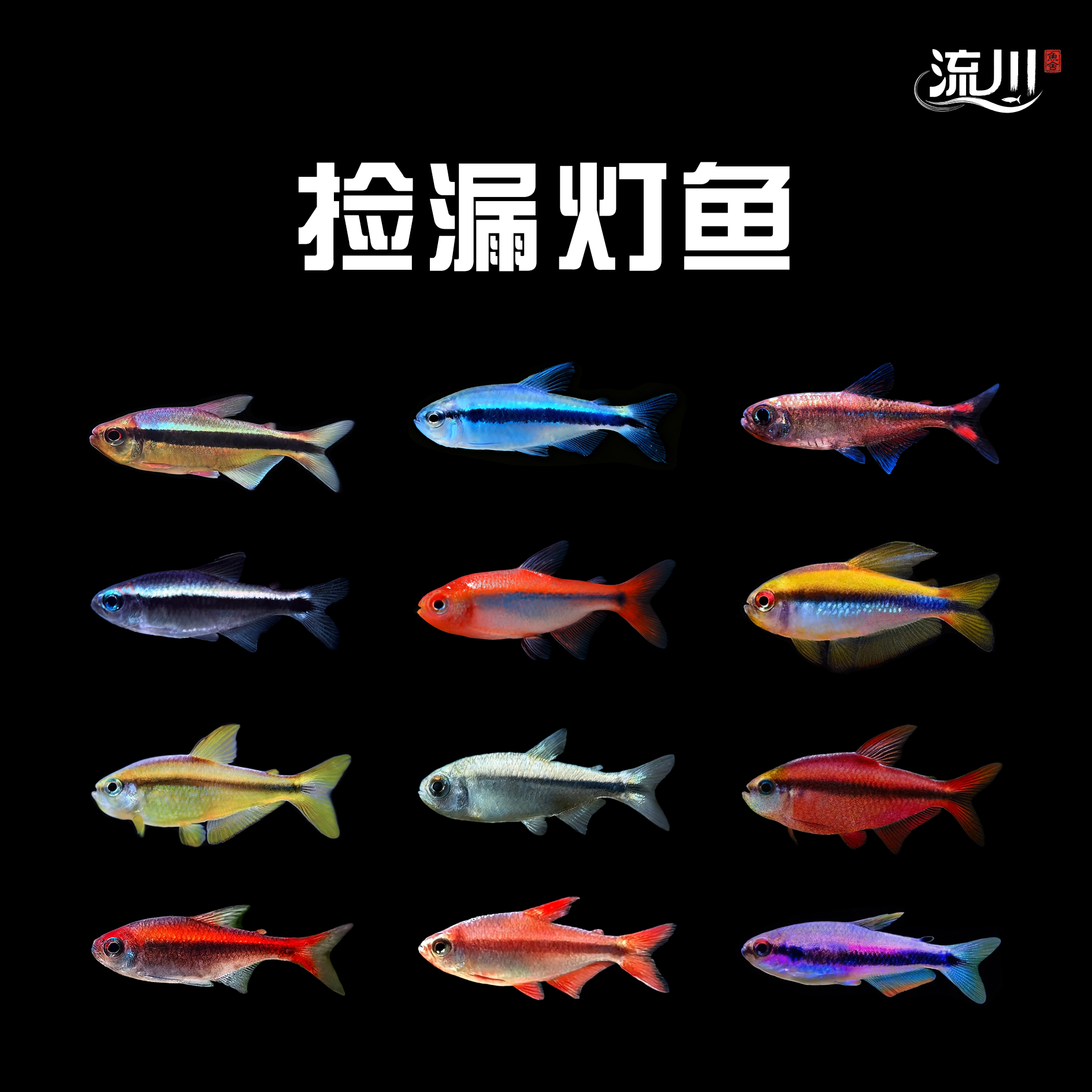 捡漏灯鱼合集1【顺丰包邮包损】