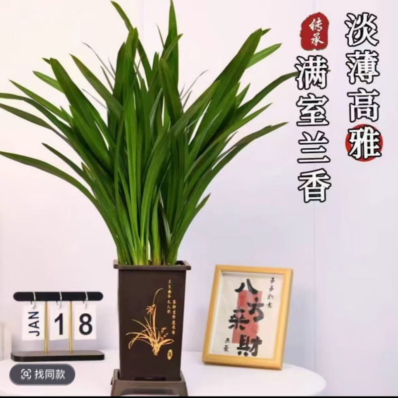 【6-8苗】室内花卉红双喜樱花神童冠墨兰盆栽四季常青适合阳台办公