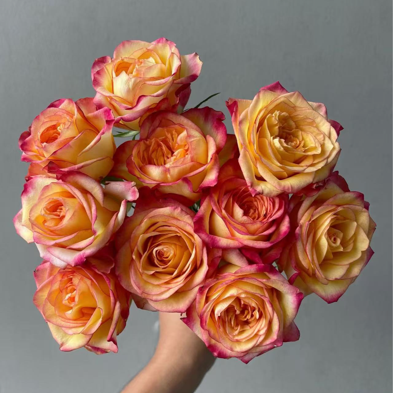 逸禾基地逃之夭夭单头玫瑰鲜花基地直采直发1单顺丰包邮含保鲜剂