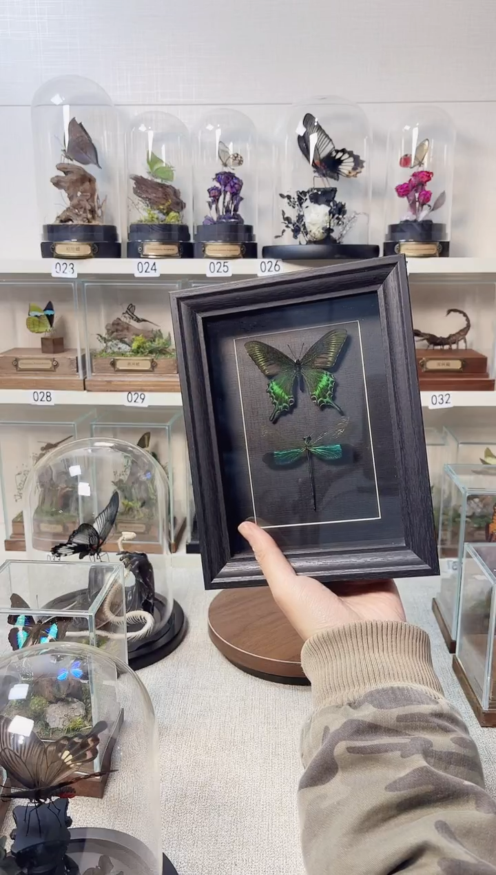 玻璃真实自然标本相框款