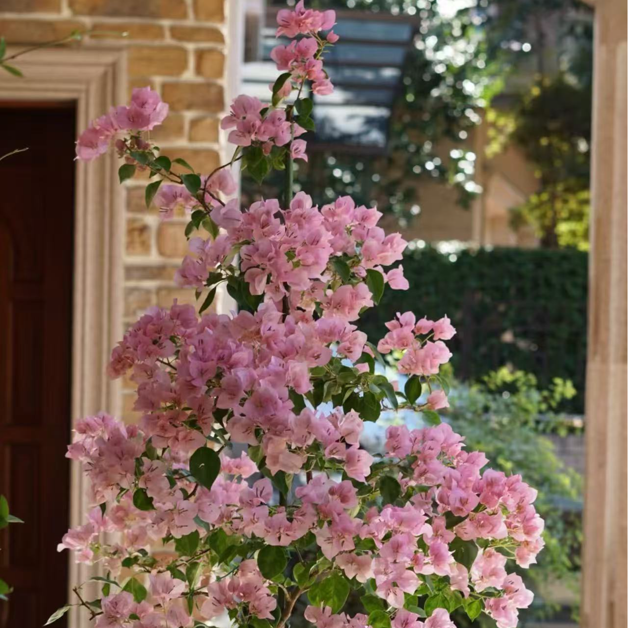 多色三角梅一物一拍