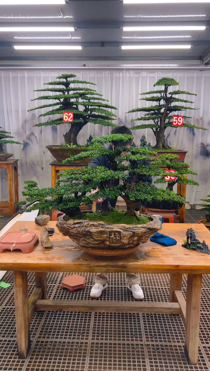 无花朵精品盆景直播间一物一拍