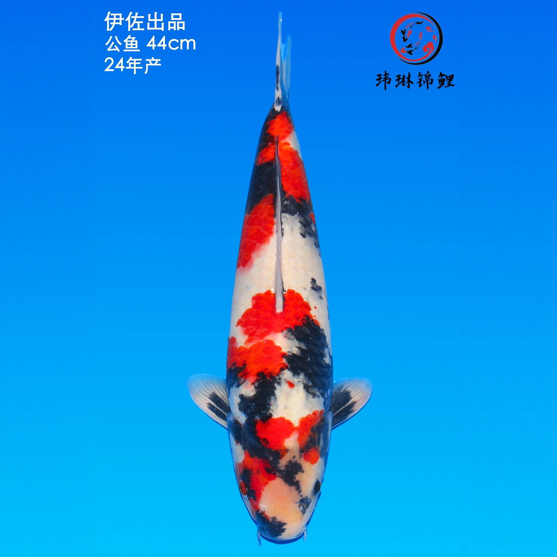 纯种伊佐昭和锦鲤淡水冷水观赏鱼好养耐活