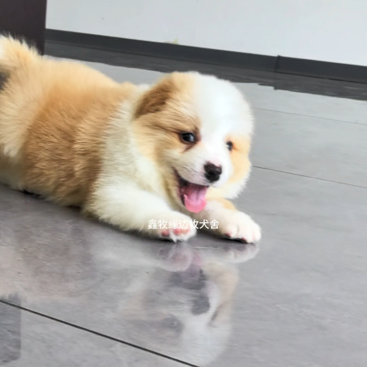 鑫牧缘，双血统金边弟弟