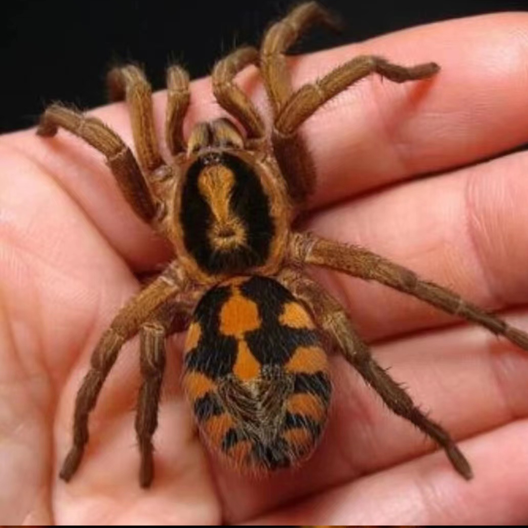 哥伦比亚南瓜温顺宠物蜘蛛新手入门  穴栖