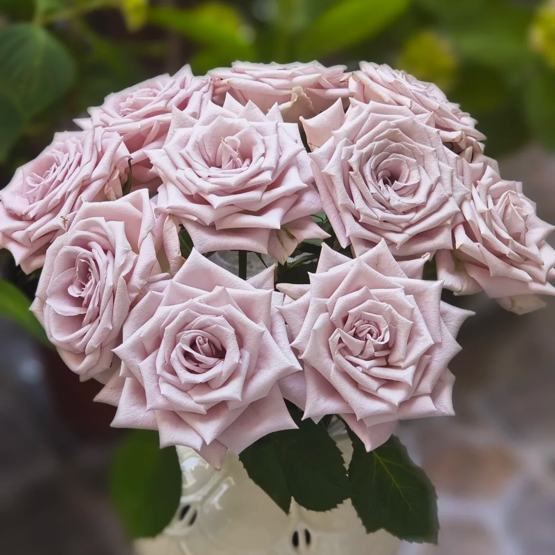 【月亮花圃】单头（曼塔）10枝  1单普通快递，2单以上顺丰冷链