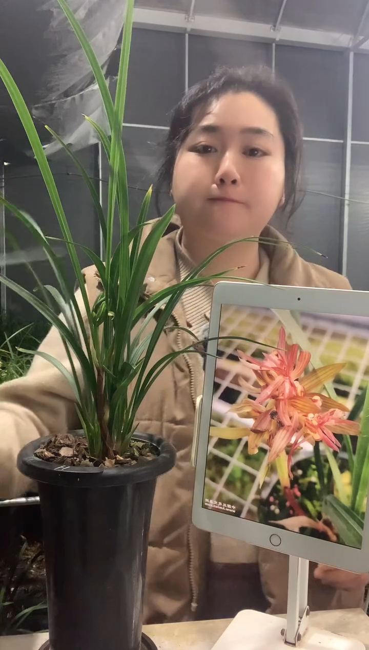 大部分开放少量花苞华****花红花开富贵2盆