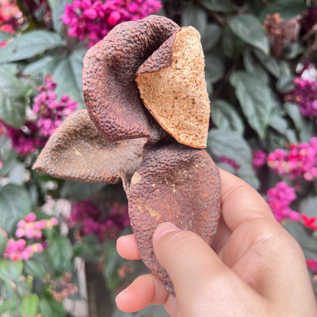 【试喝体验装】2018东甲圈枝冬后大红皮入口醇滑香糯香甜新会陈皮