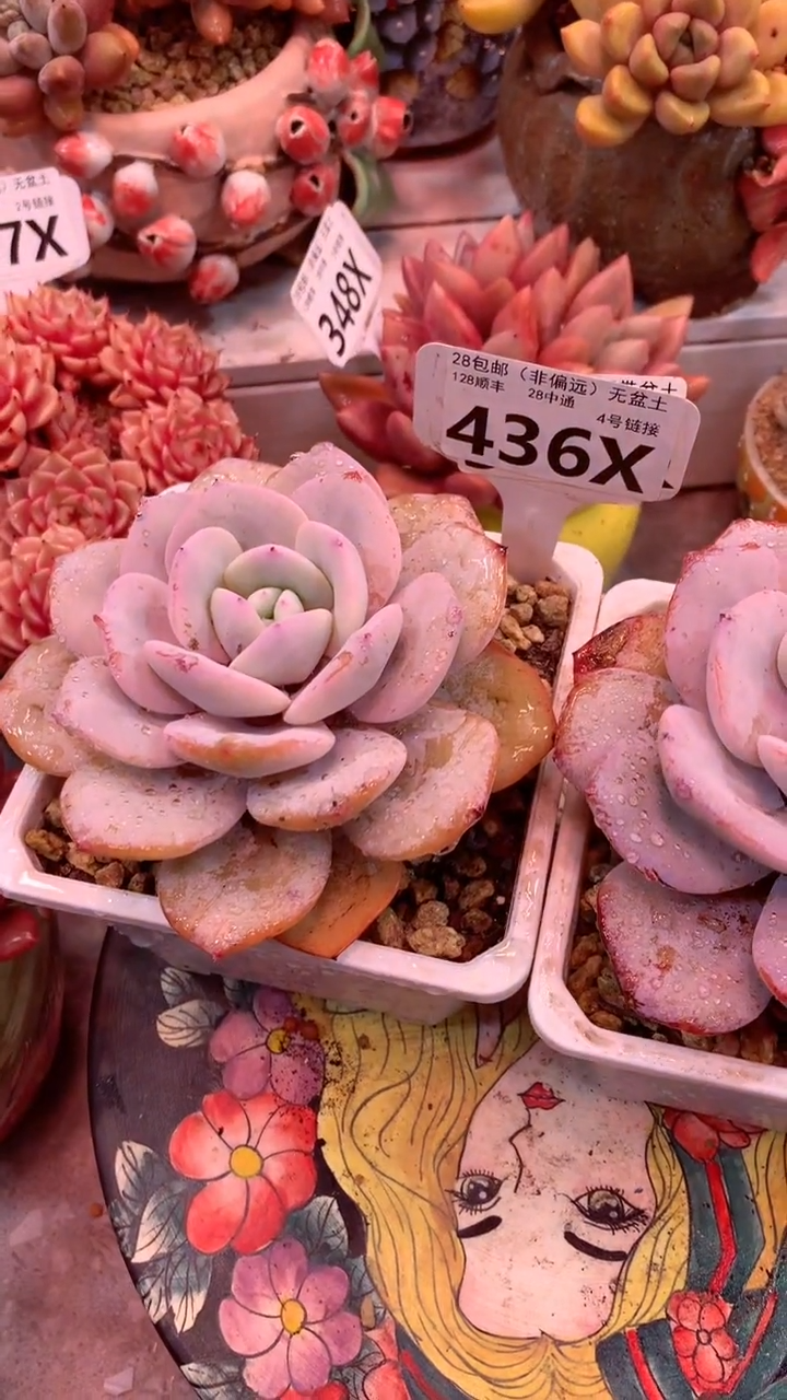 436X（一物一拍，精品多肉，w所见即所得 ）