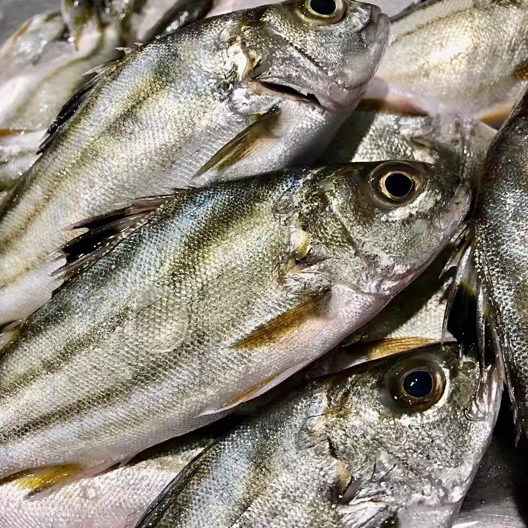 本港野生海捕斑猪鱼肉质鲜美无杂刺广东阳江冷链配送