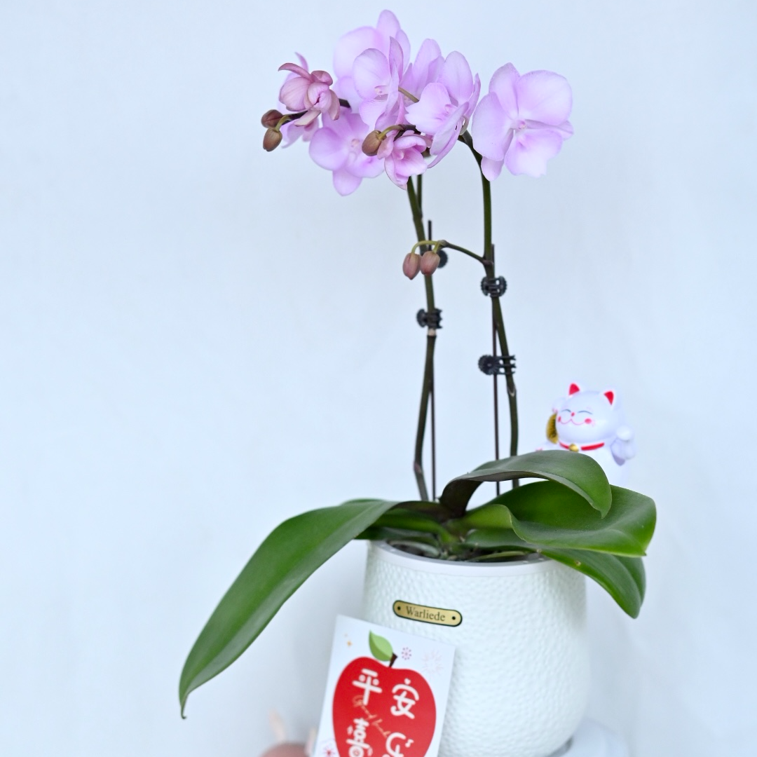 【神仙姐姐】蝴蝶兰盆栽大苗带花剑花苞四季开花秋冬耐寒室内花卉