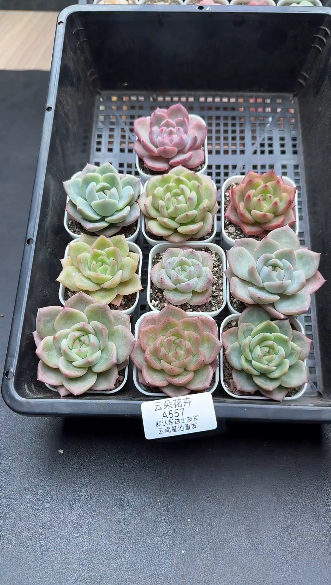 珍妮杂交多肉A557