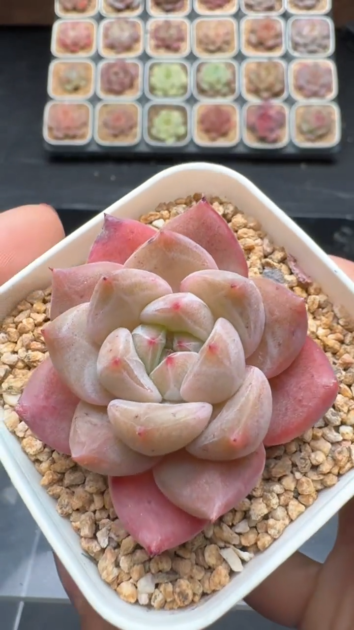 【闪购商品】217号珍妮多肉一物一拍3单包邮