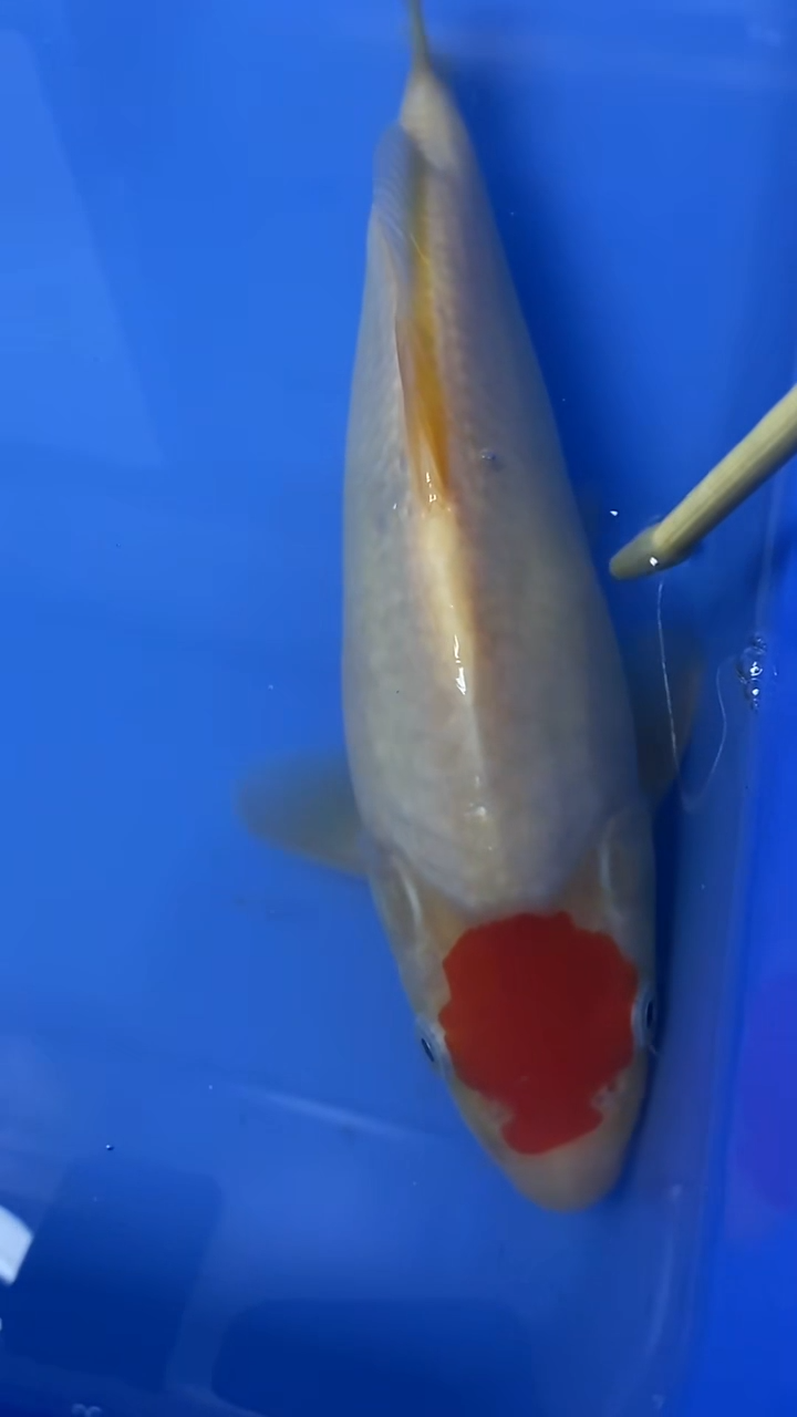 锦鲤丹顶28公分顺丰到付不包邮