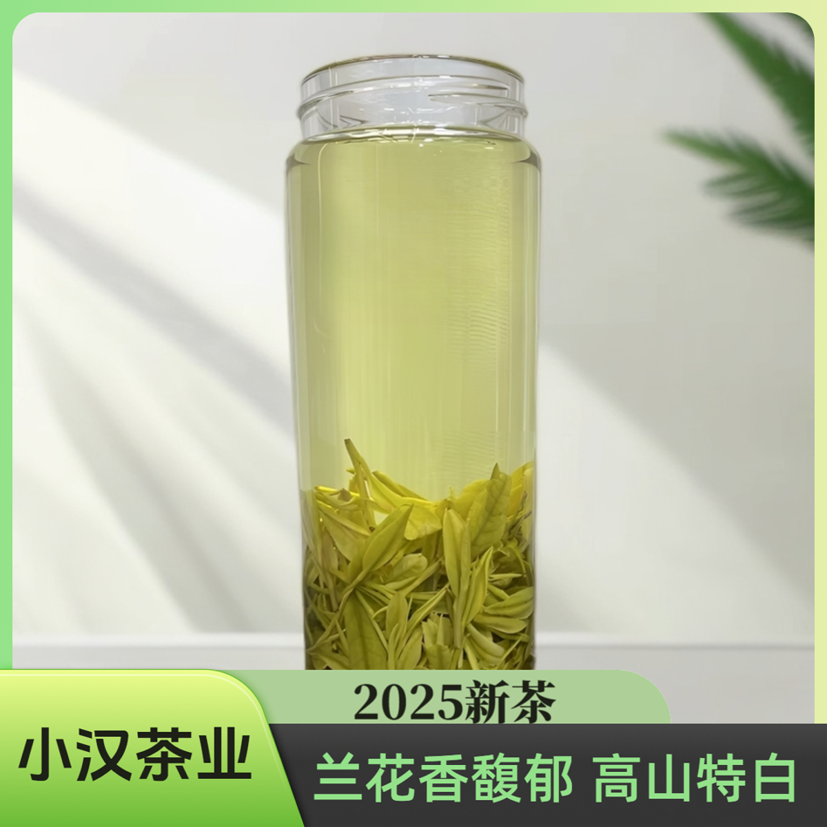 2025新茶【老茶客首选 口粮白茶】A12浓香耐泡 高山白茶   