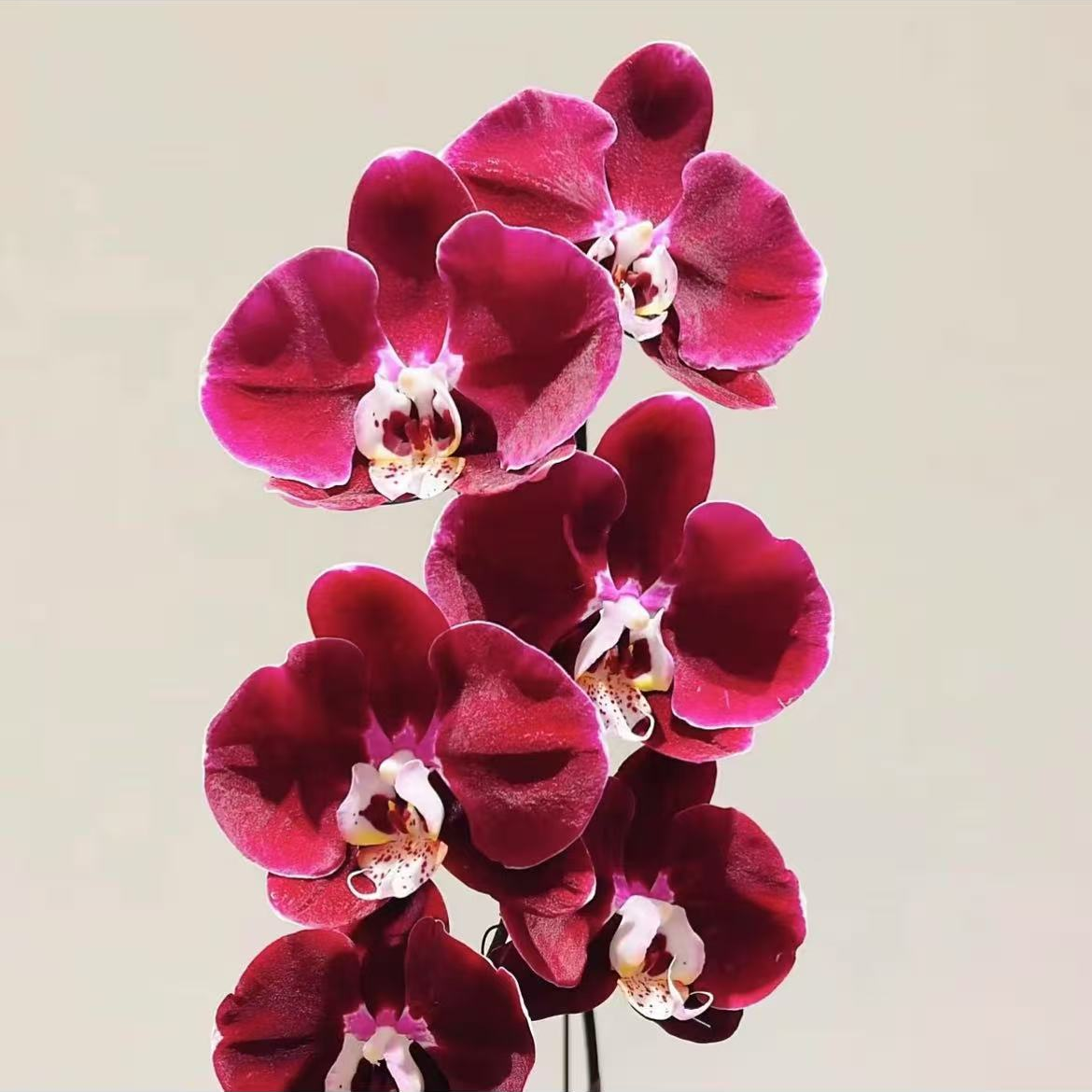 幻影蝴蝶兰带花剑发货