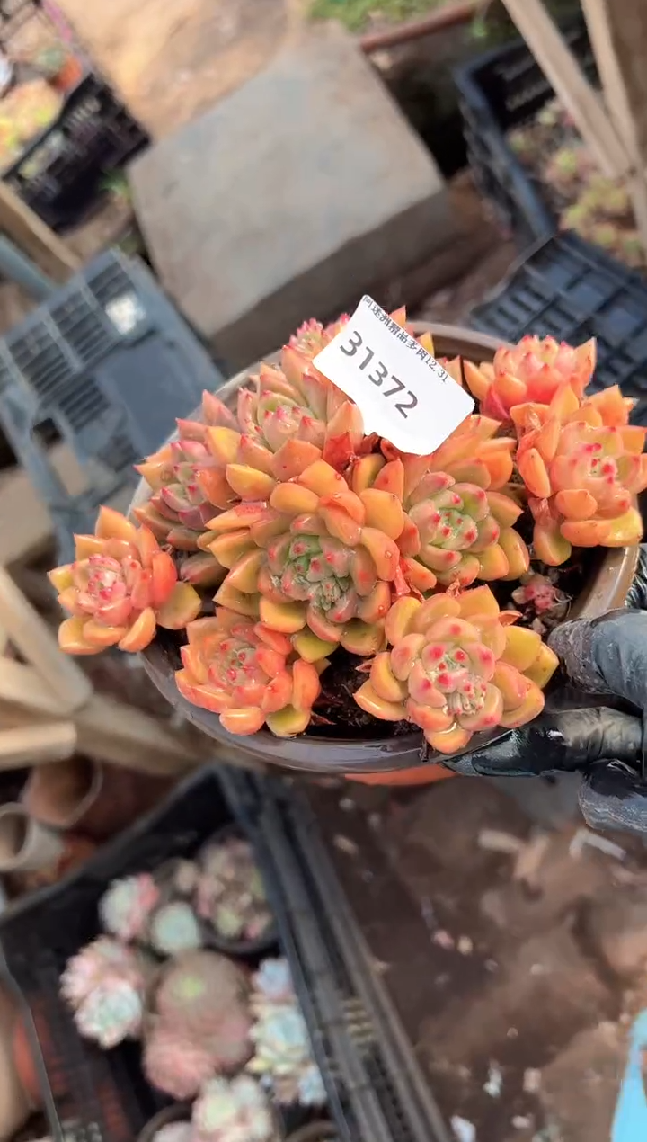 x*…多肉植物一物一拍31372