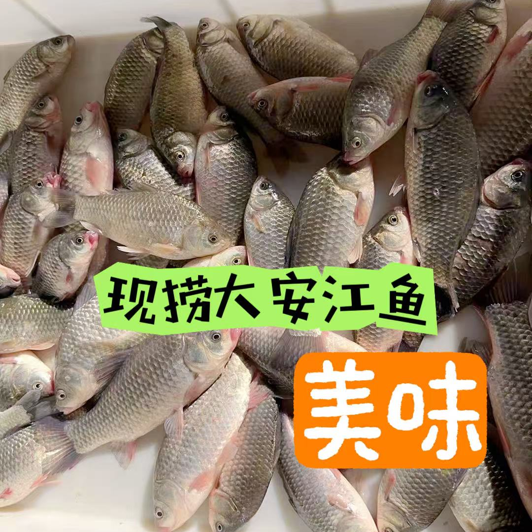 大安现捞活江鱼（鲫鱼）5斤
