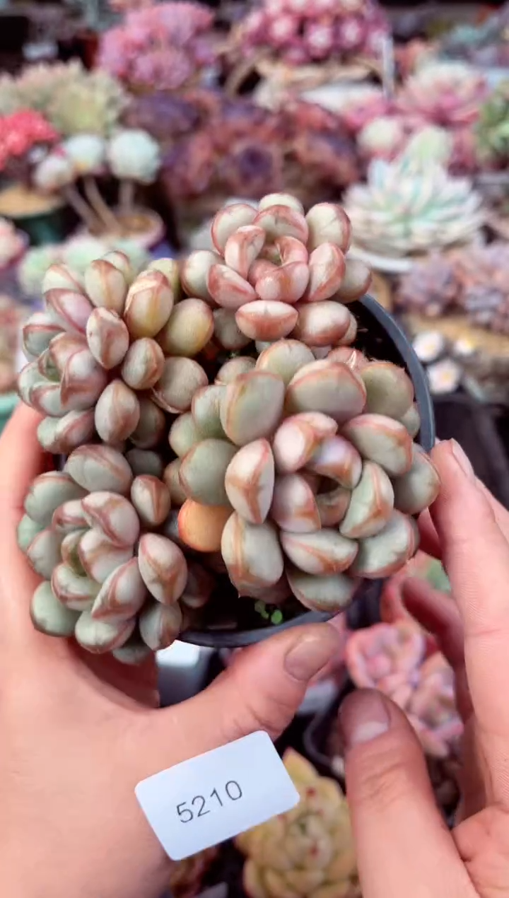 【闪购商品】5210群生葡萄多肉