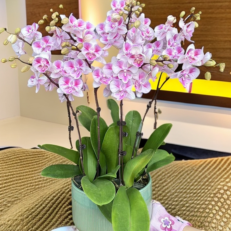 九仙嶂[西施]高端年宵花蝴蝶兰室内花卉