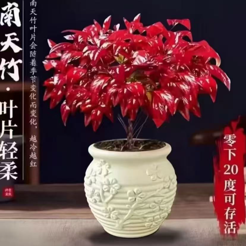 【火焰南天竹】盆栽越冷越红年宵花新年植物耐寒室内外桌面绿植