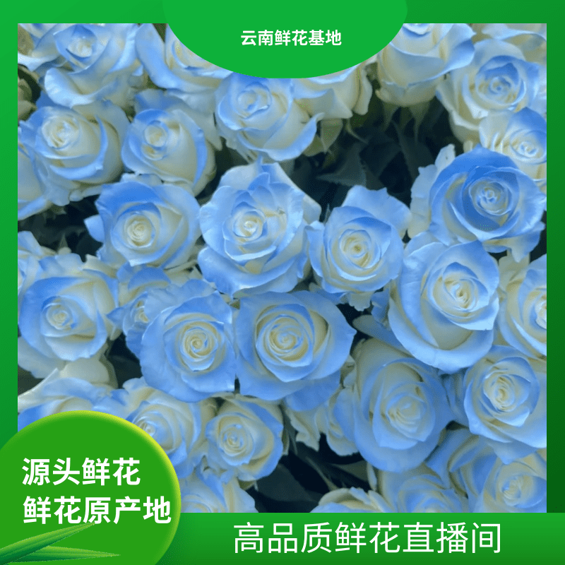 颜花【碎冰蓝+百合】云南鲜花 两单鲜花升级冷链到家