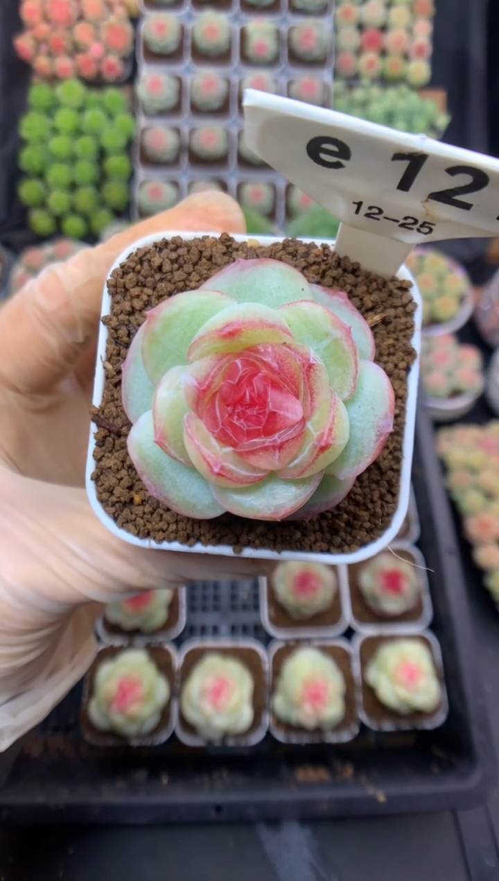 e121 情书C 可带盆土 22.8