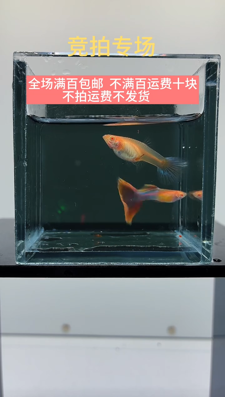 孔雀鱼天使彩虹一对-39