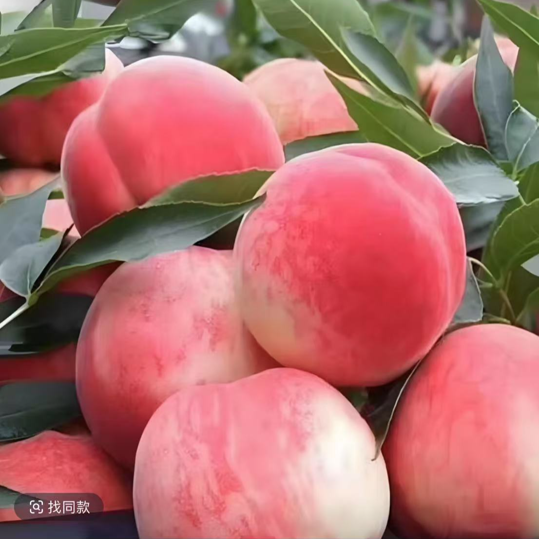 【新疆包邮】湖北露天水蜜桃现摘现发当季新鲜水果桃子湖北省