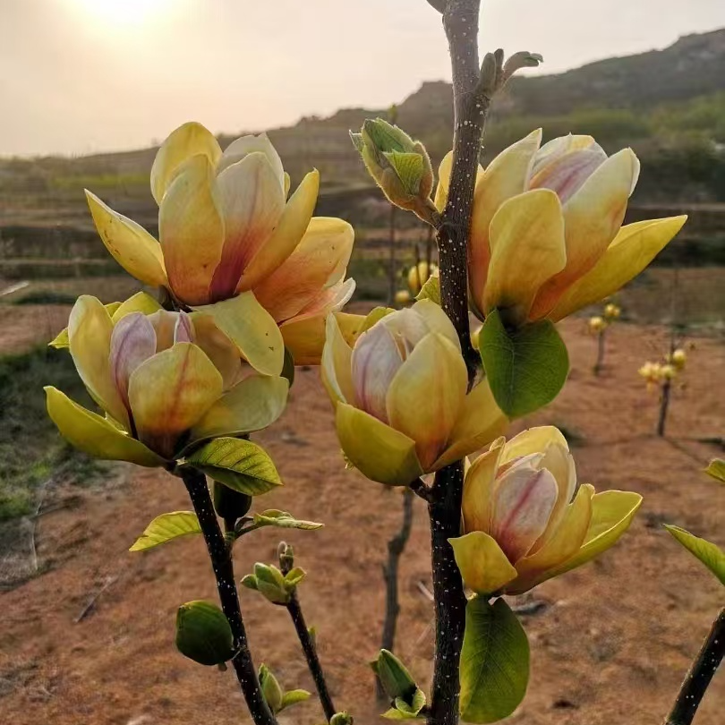 新品种【五彩玉兰花树】复色浓香春夏秋三季，盆栽地栽阳台庭院别墅