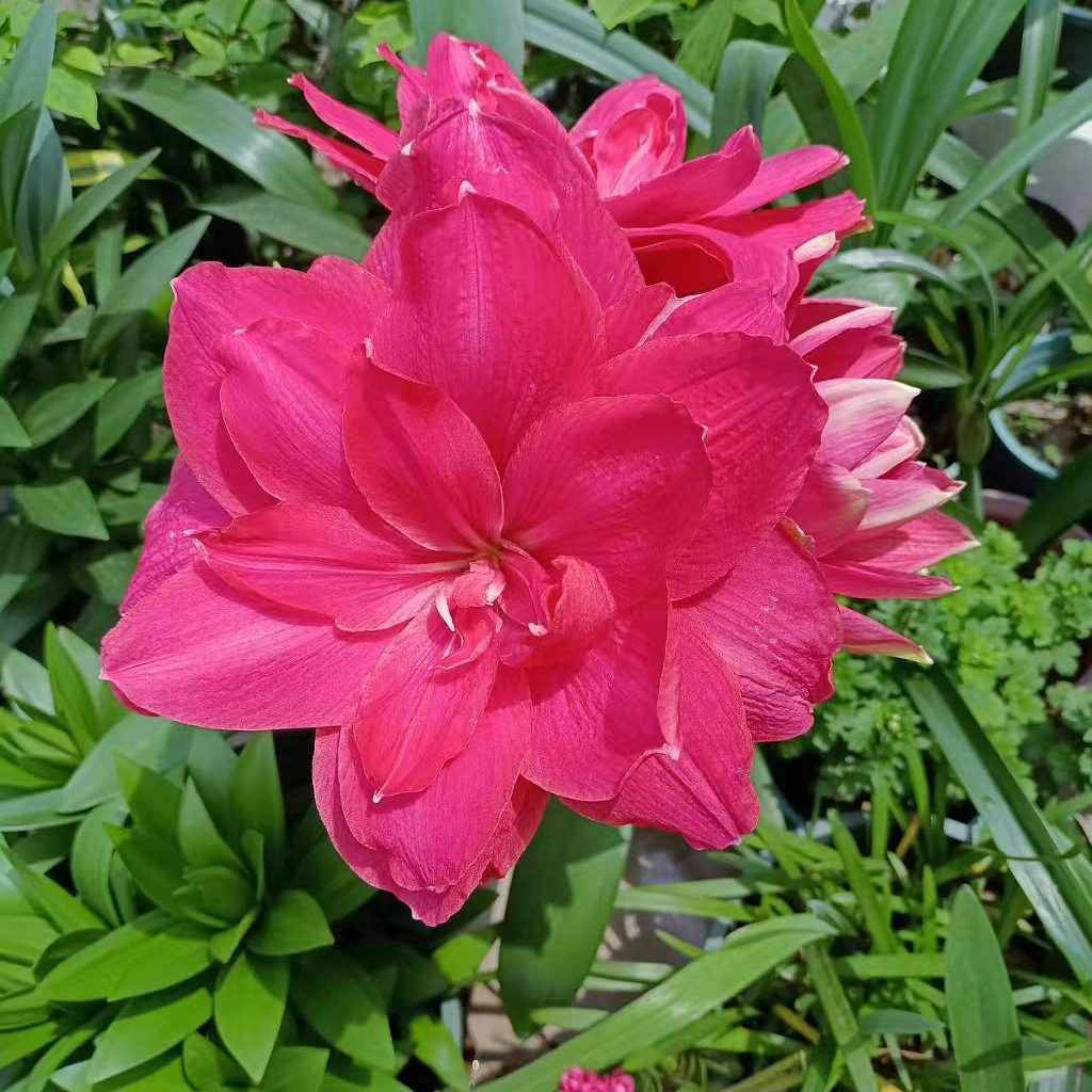 【糖果仙女】包对版朱顶红种球自然球【送肥料】