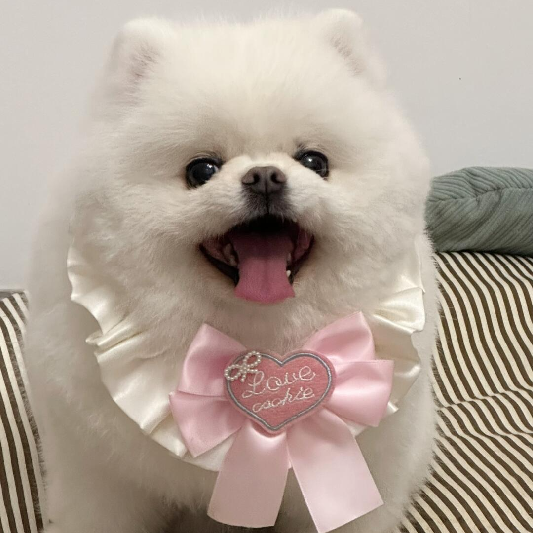 （不包邮）茶杯博美比熊泰迪小体型可爱家养狗狗
