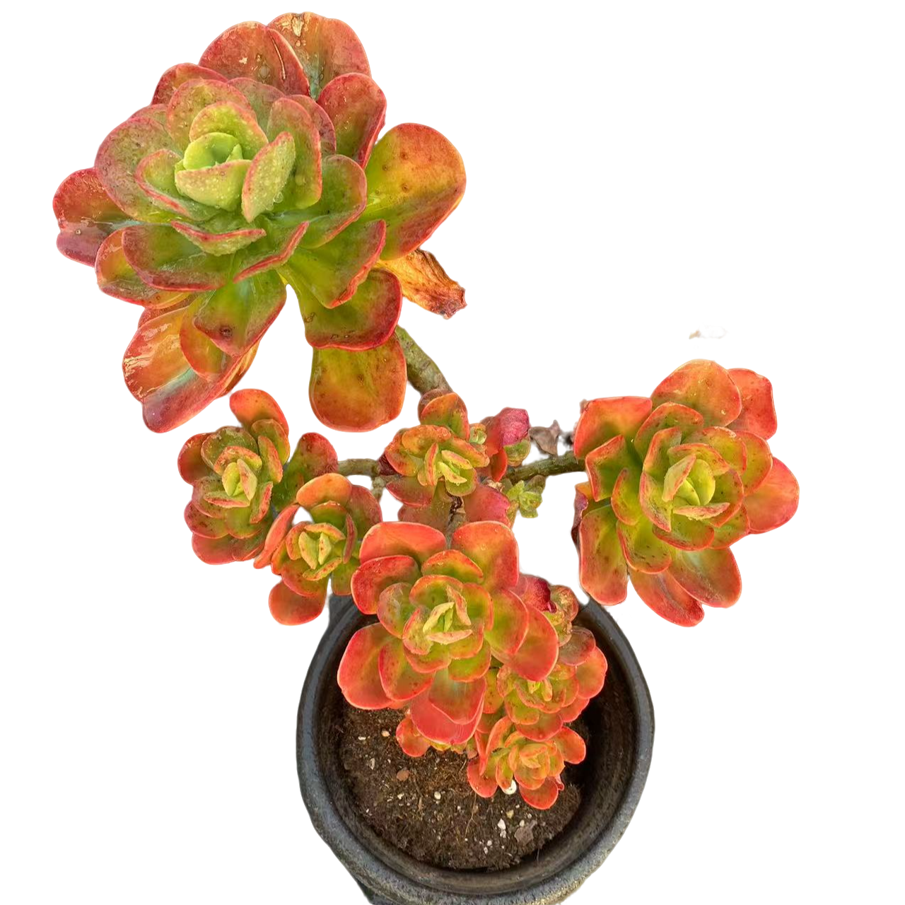 精品多肉【红梅】新手家庭空气净化植物