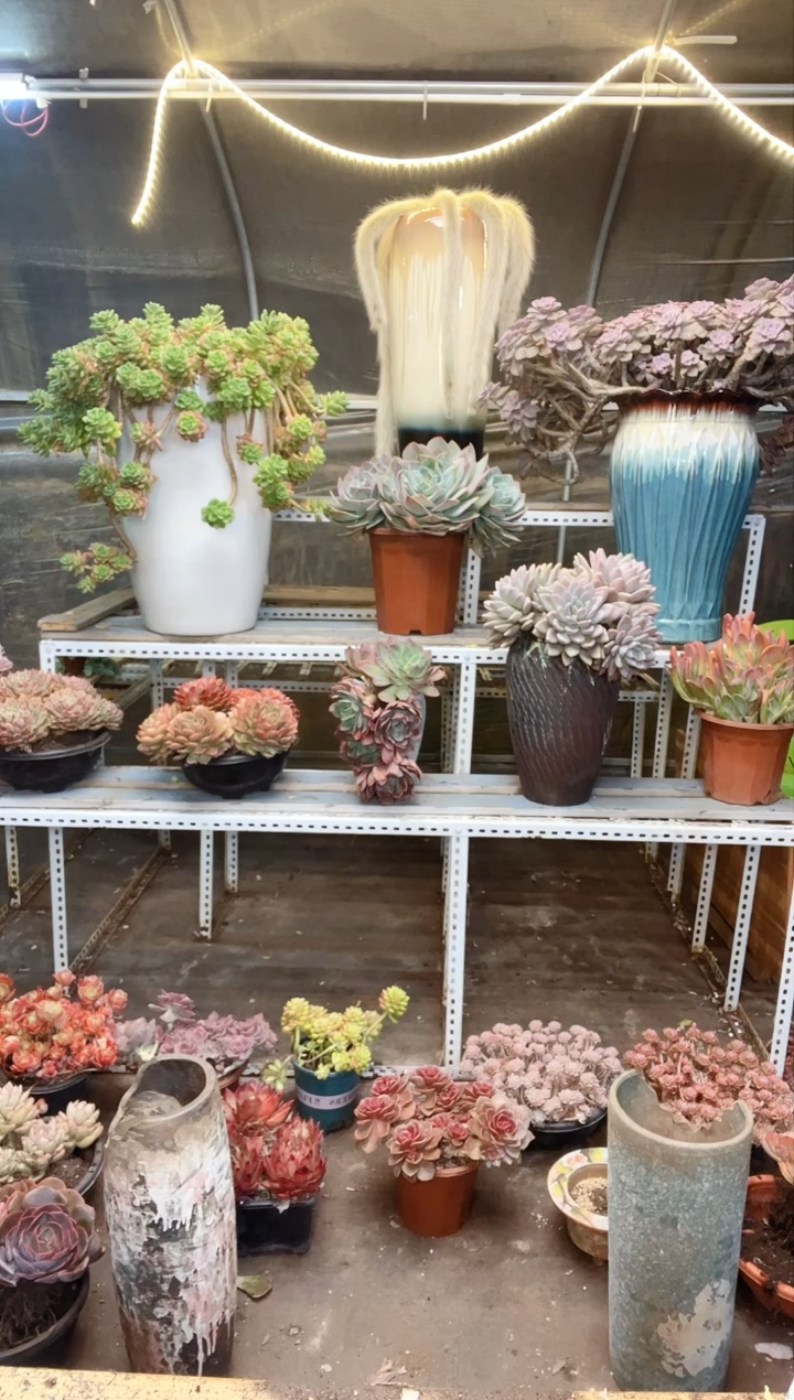 【闪购商品】洛神杂交 一物一拍 脱土包邮 