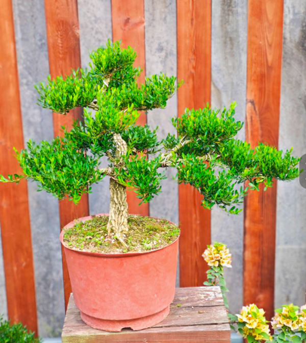 小叶雀舌黄杨盆景树桩黄杨盆栽 名贵老桩树苗 皱皮室内造型熟桩