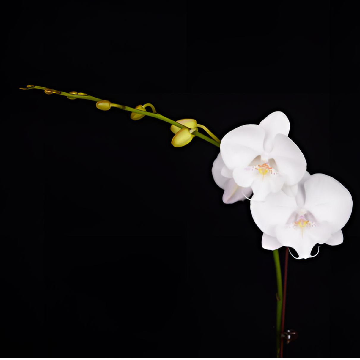 悠花里蝴蝶兰（冰雪奇缘）3.0寸带花带花苞开花株发货