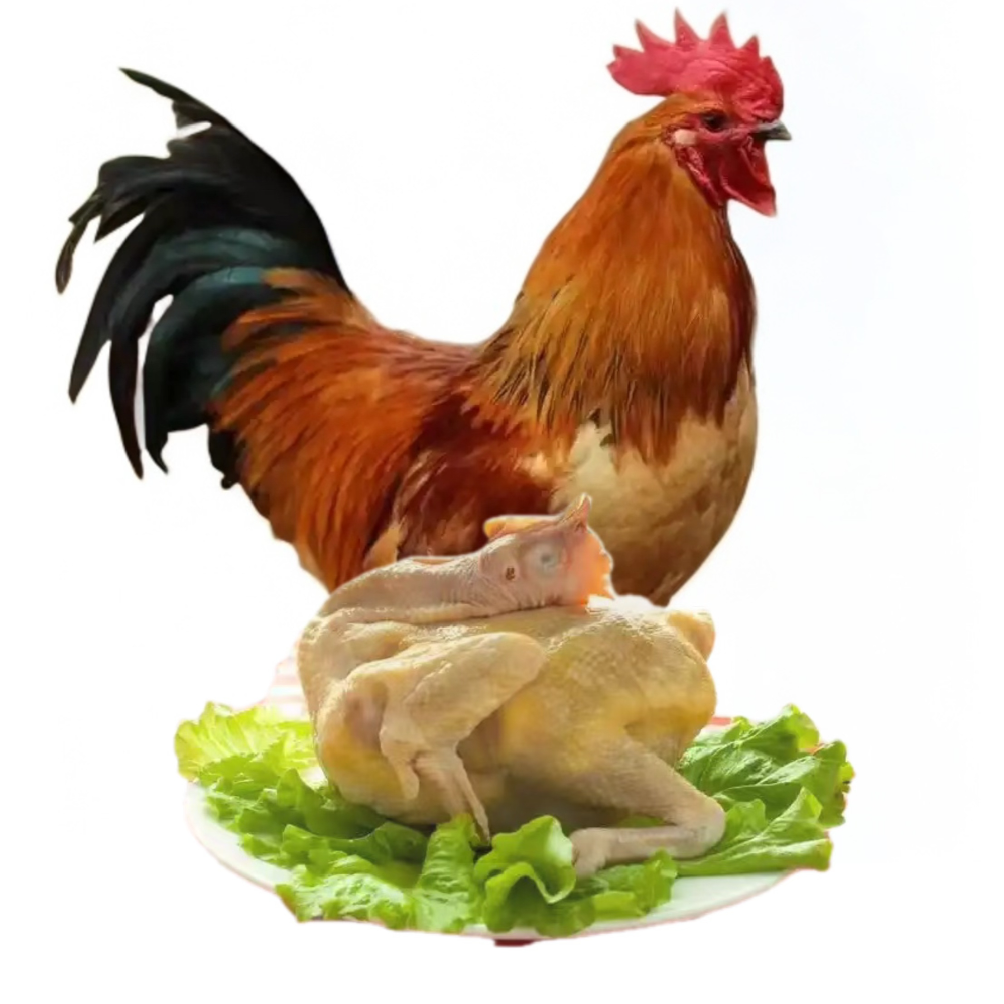 云南高山散养腌鸡肉质鲜美颜值高好吃好养整鸡