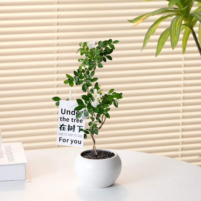 九里香盆栽悬崖七里香桌面绿植盆景室内外办公室开花植物花卉好养