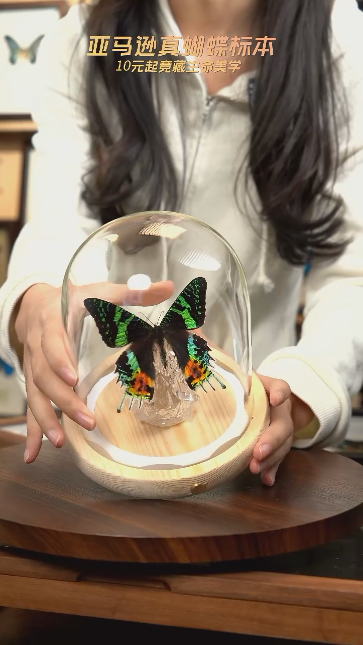 太阳蛾圣诞灯玻璃罩款