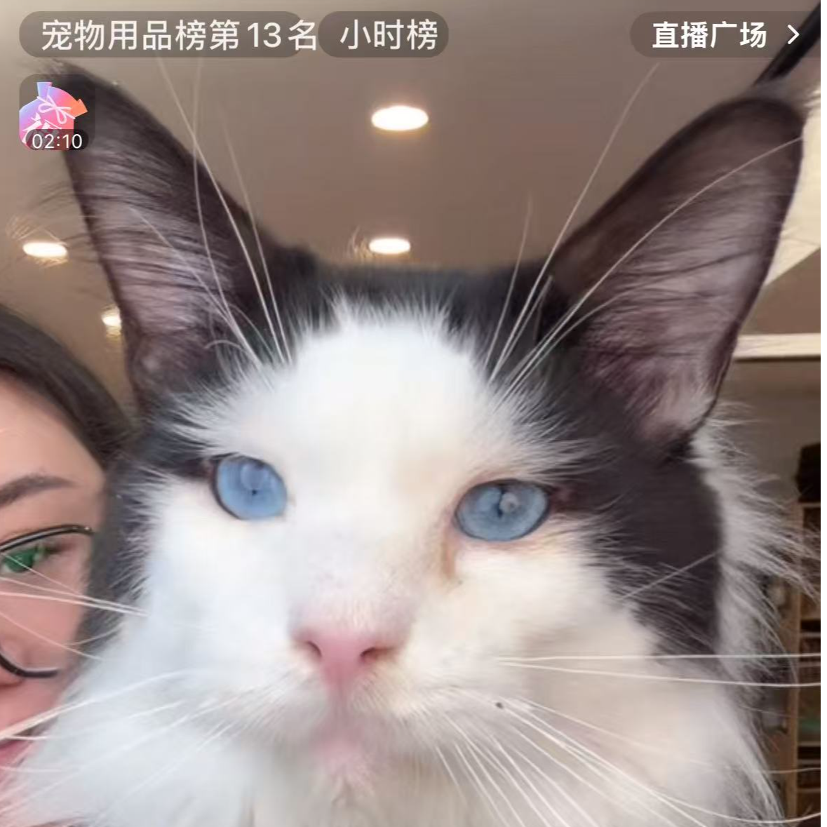 来了姊妹-黑白缅因猫 弟弟 43