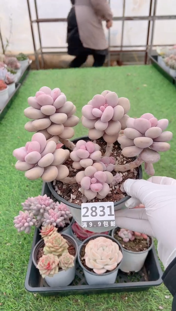 【闪购商品】信福多肉一物一拍