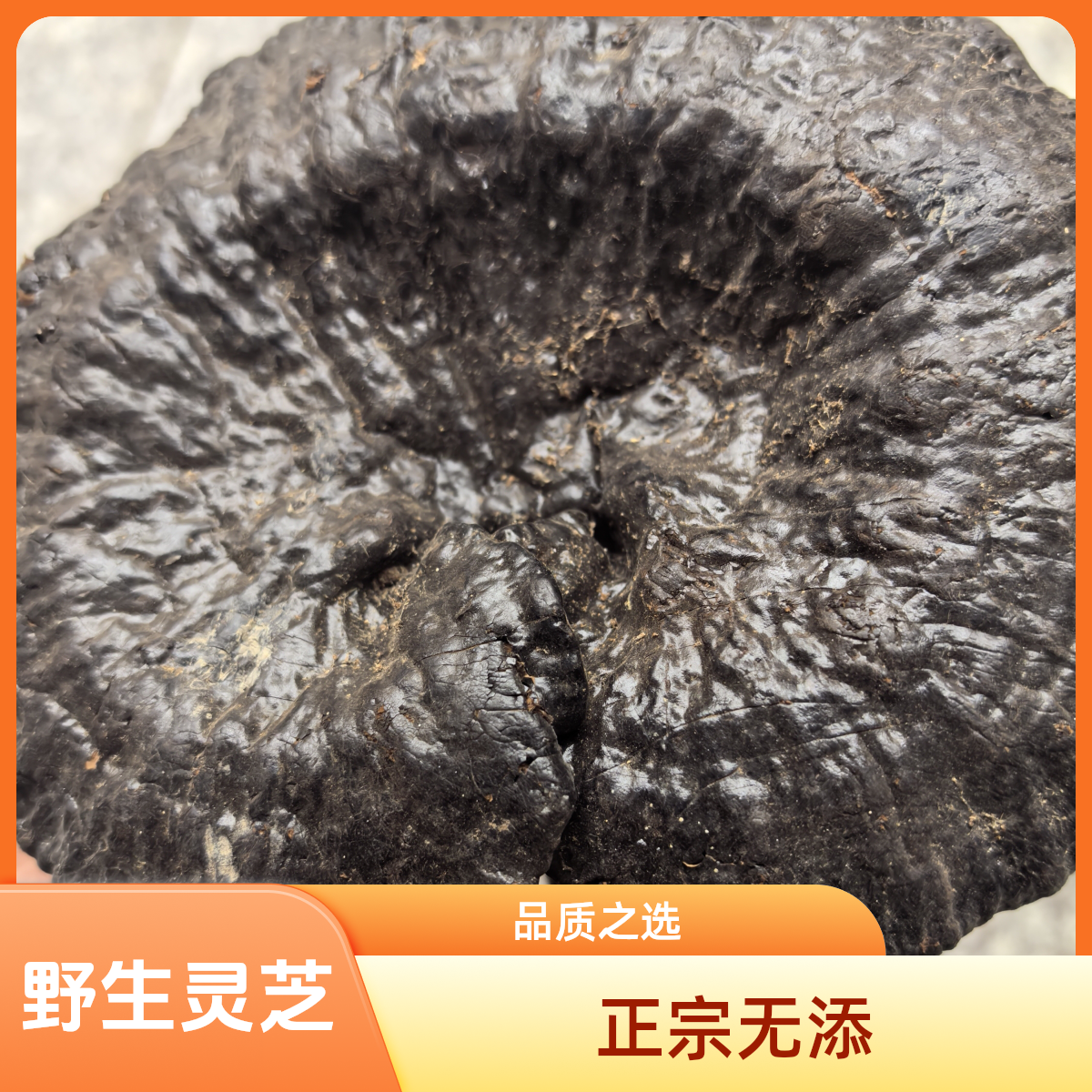 正宗野生灵芝，纯天然无添加！炖汤，泡茶！
