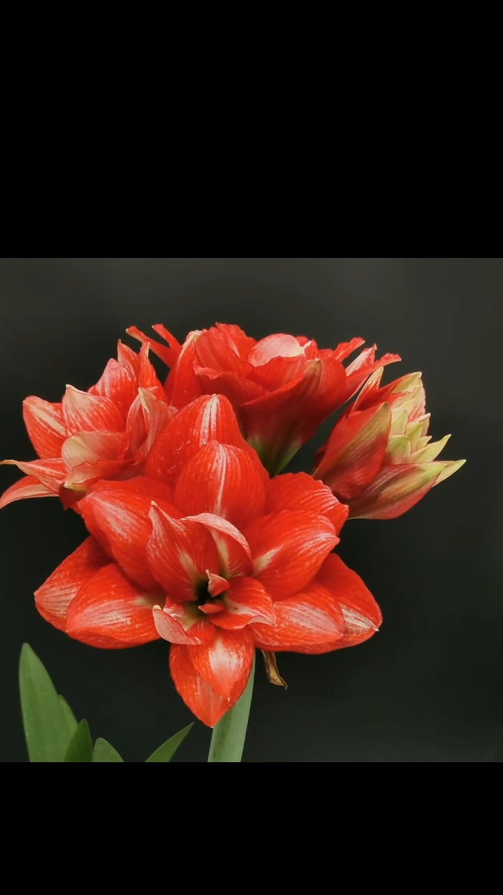 朱顶红精卫6厘米