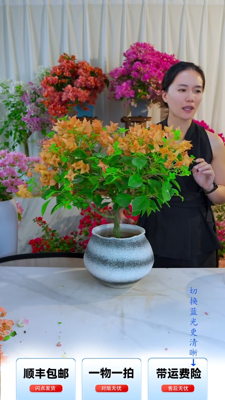 大部分开放少量花苞佩德罗