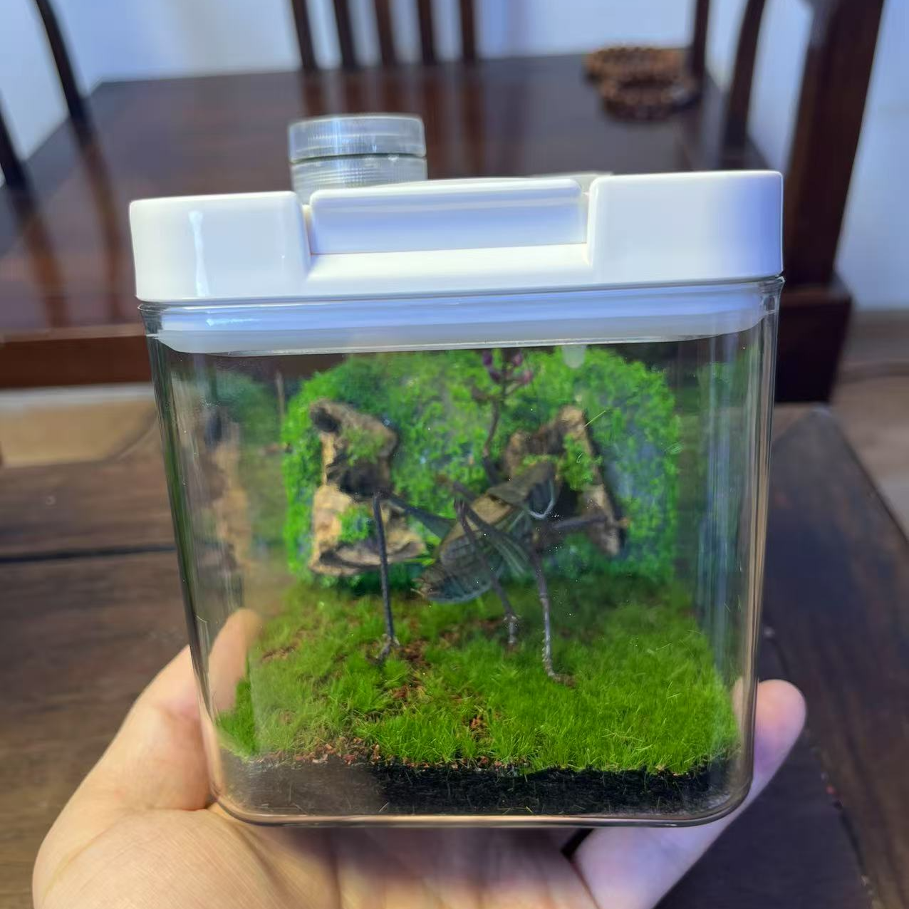 蝈蝈精品原木生态箱 鸣虫饲养箱 亚克力原木带加湿器生态箱 